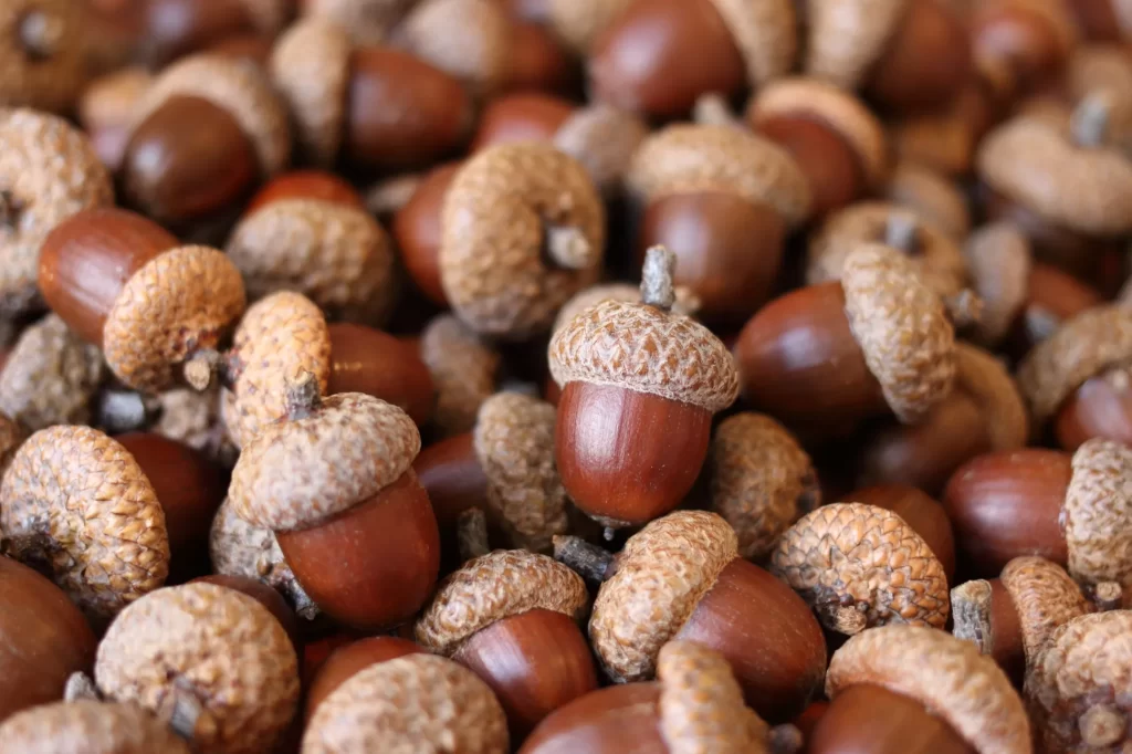 acorns