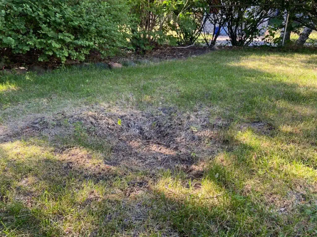 Bumpy lawn