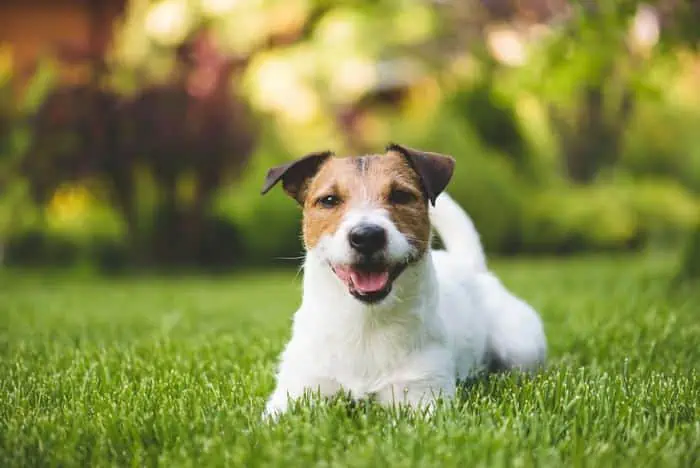 Dog playing on grass