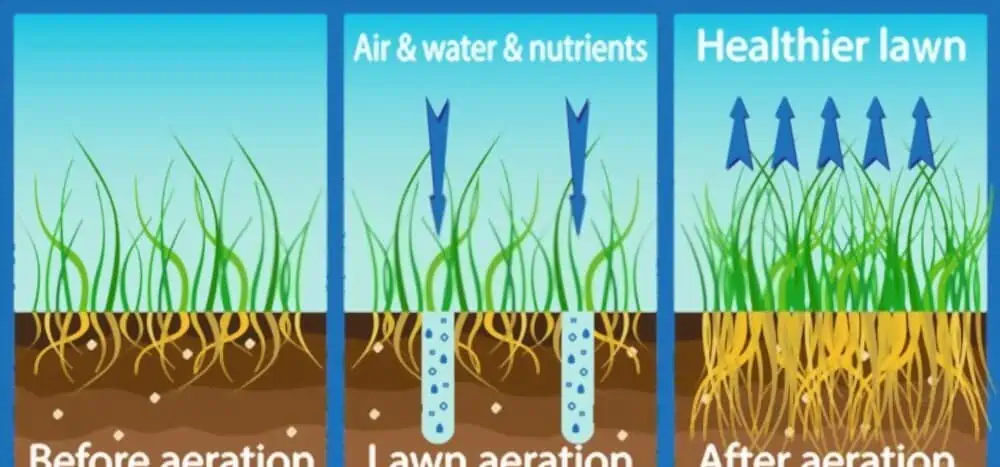 lawn aeration before and after