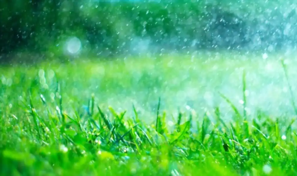 rain drops watering lawn