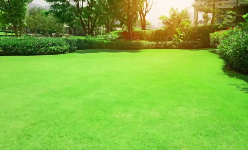 fresh Bermuda grass lawn