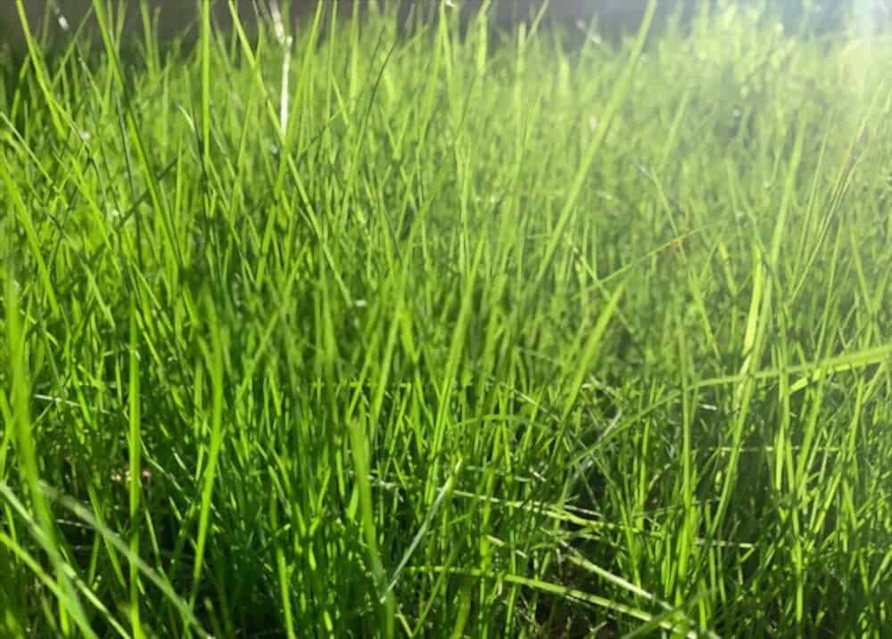 newly growing fescue grass