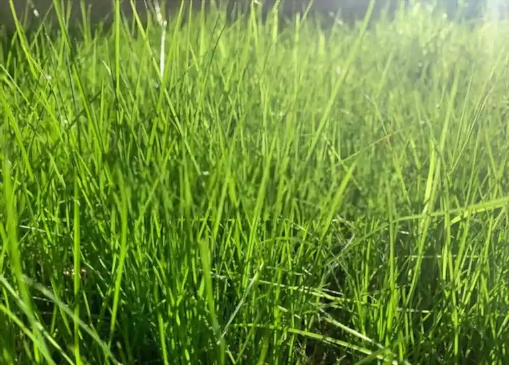 newly growing fescue grass