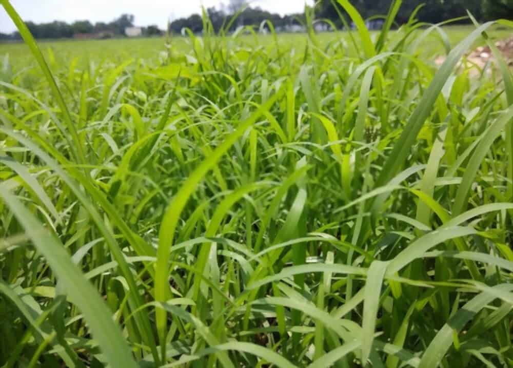 perennial ryegrass