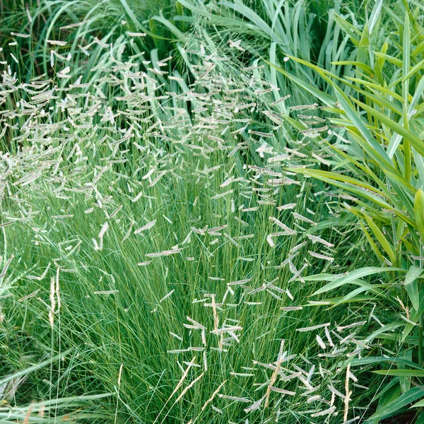 Blue grama grass