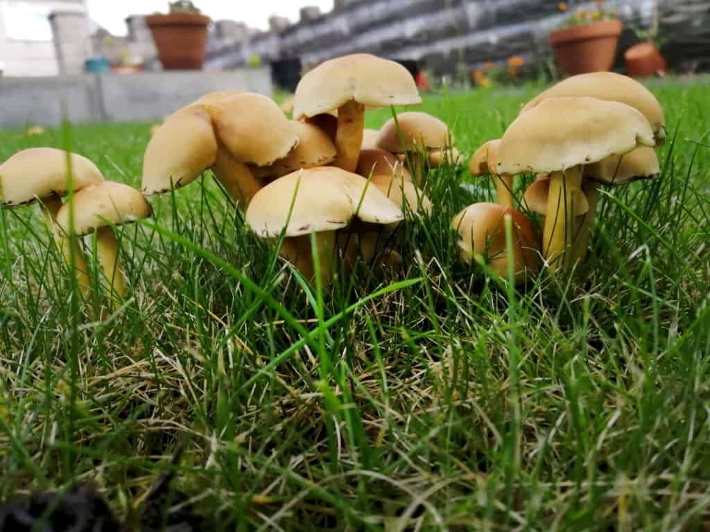 Fungi growing on lawn