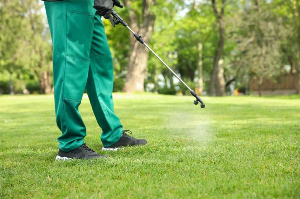 Spraying fungicide on green lawn