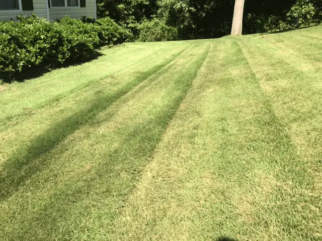 Unevenly cut grass