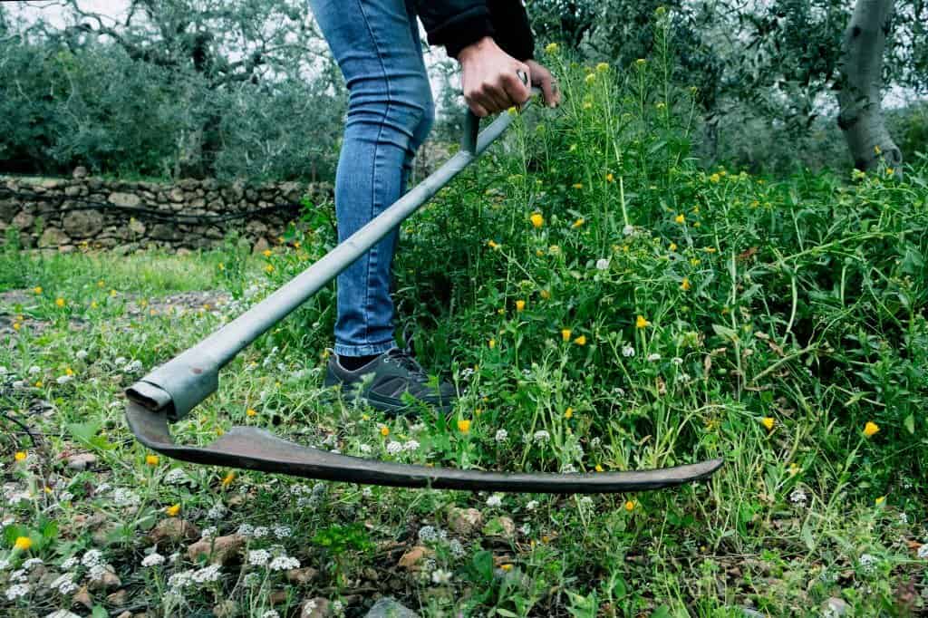 man mowing grass with scythe