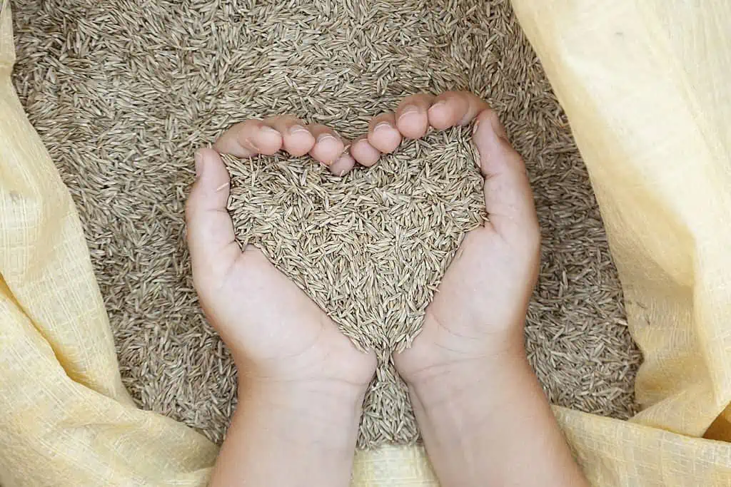 hands making a heart shape of seeds.