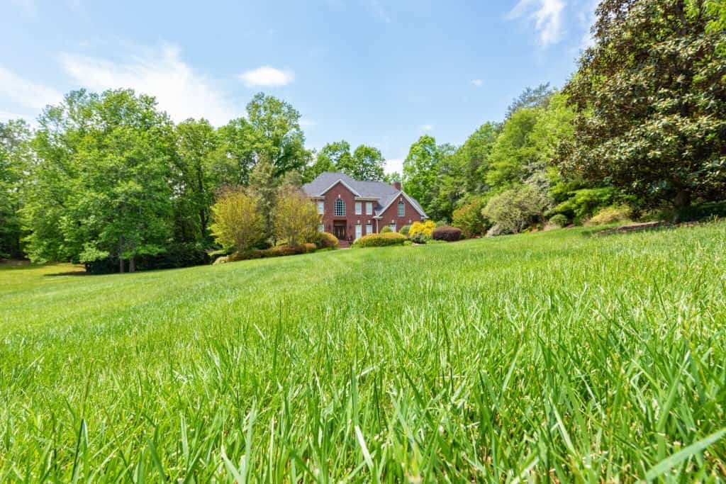 fescue grass with a house in the background