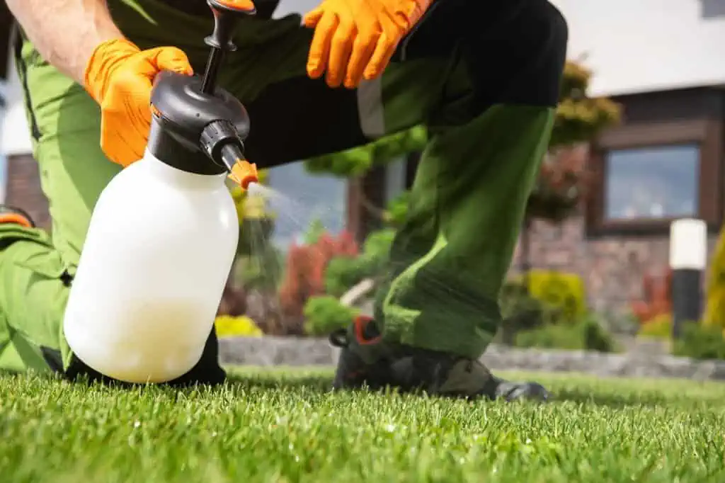 Men Fighting Grass Lawn Weeds by Spraying chemicals