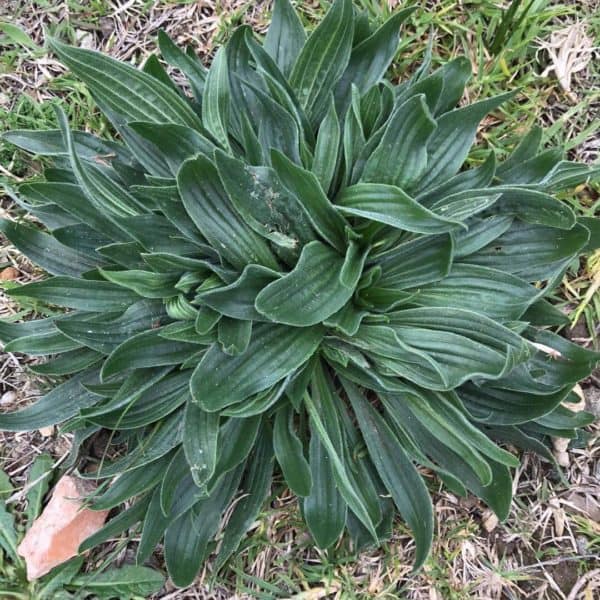 Lambs Tongue