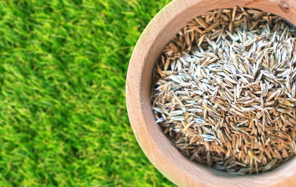 Lawn grass seeds