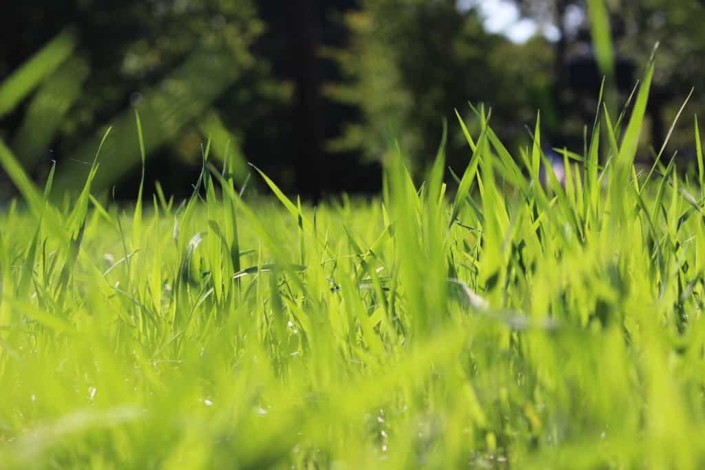 Tall fescue close up POV