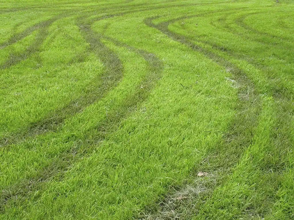 Green grass with tire tracks
