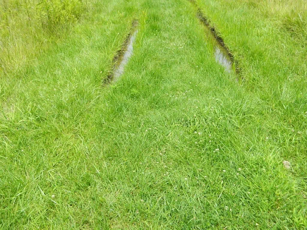 tire tracks in a meadow