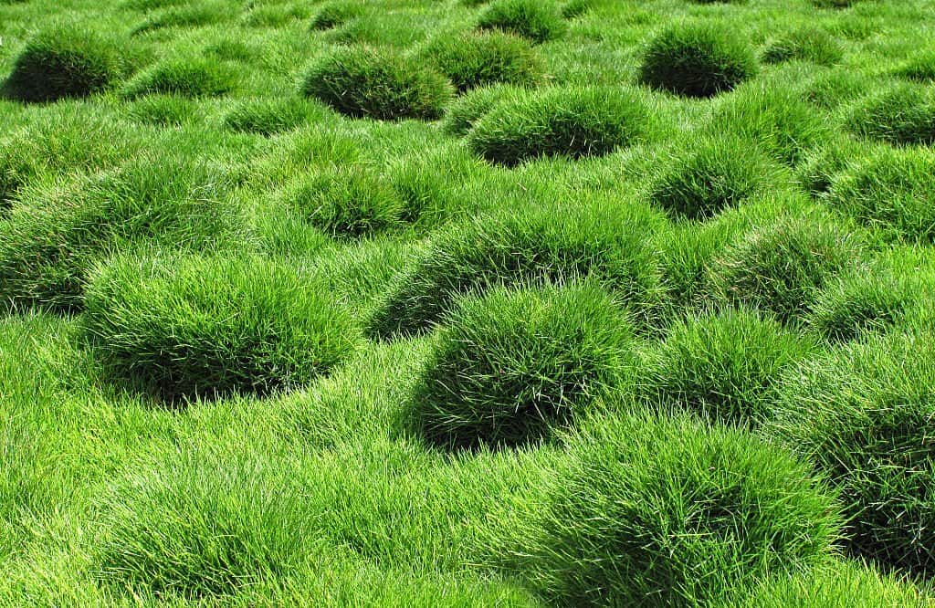 Decorative green grass of Zoysia tenuifolia