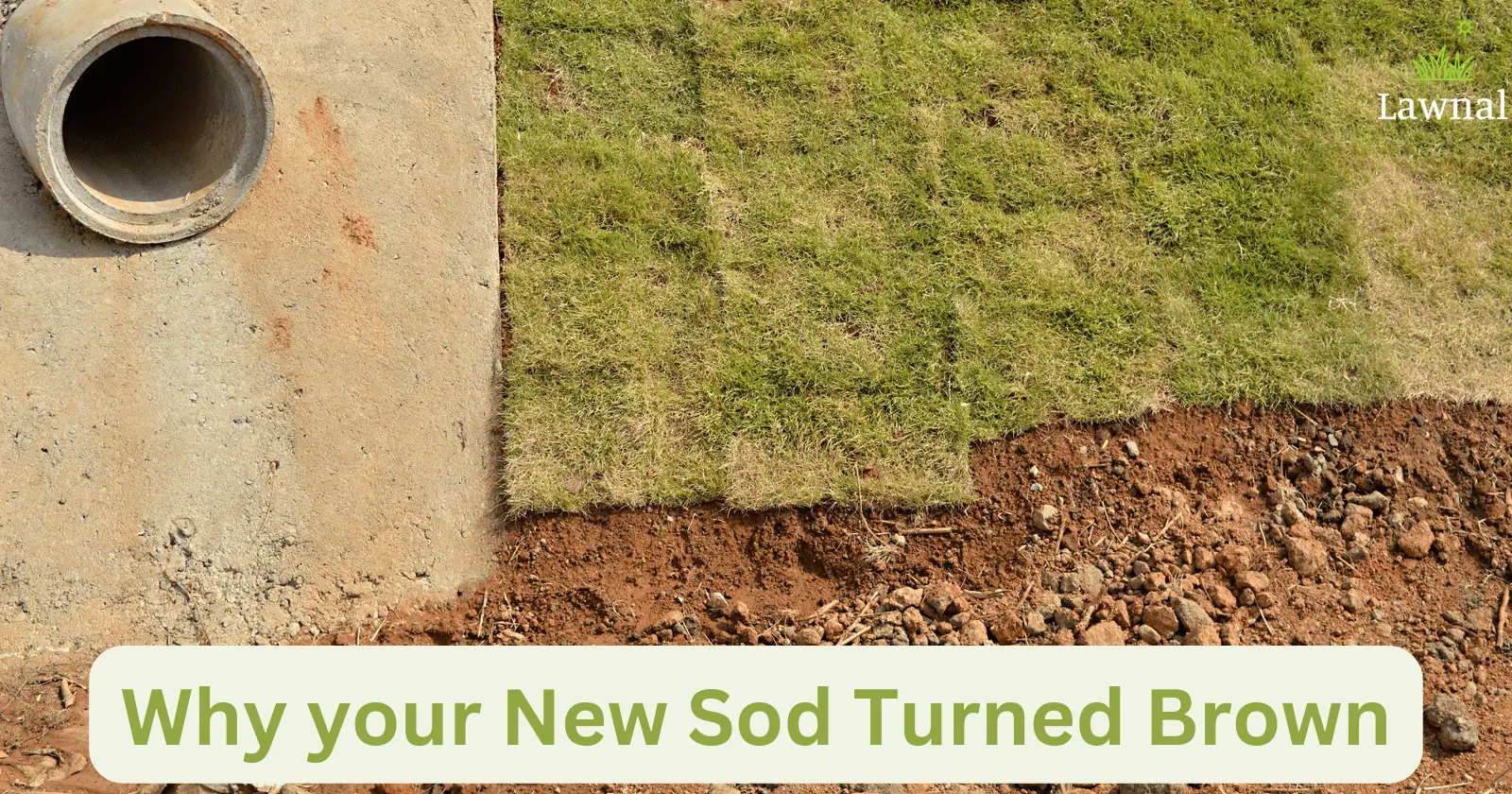 New sod turned brown