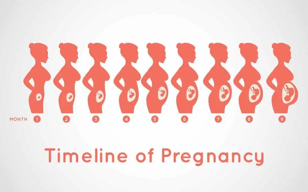 Timeline of Pregnancy infographic
