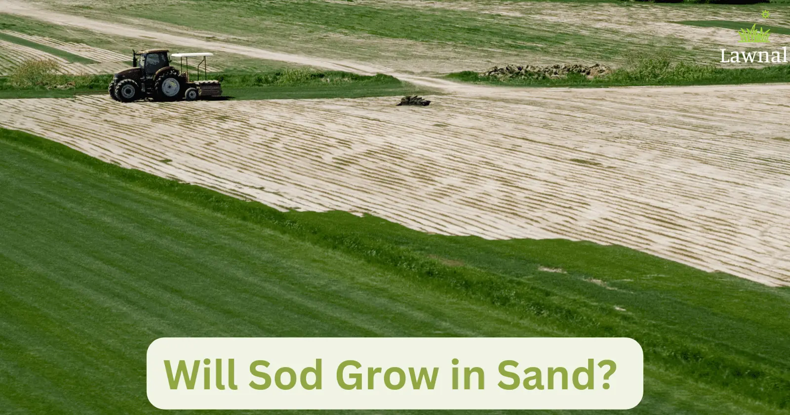 Sod grow sand