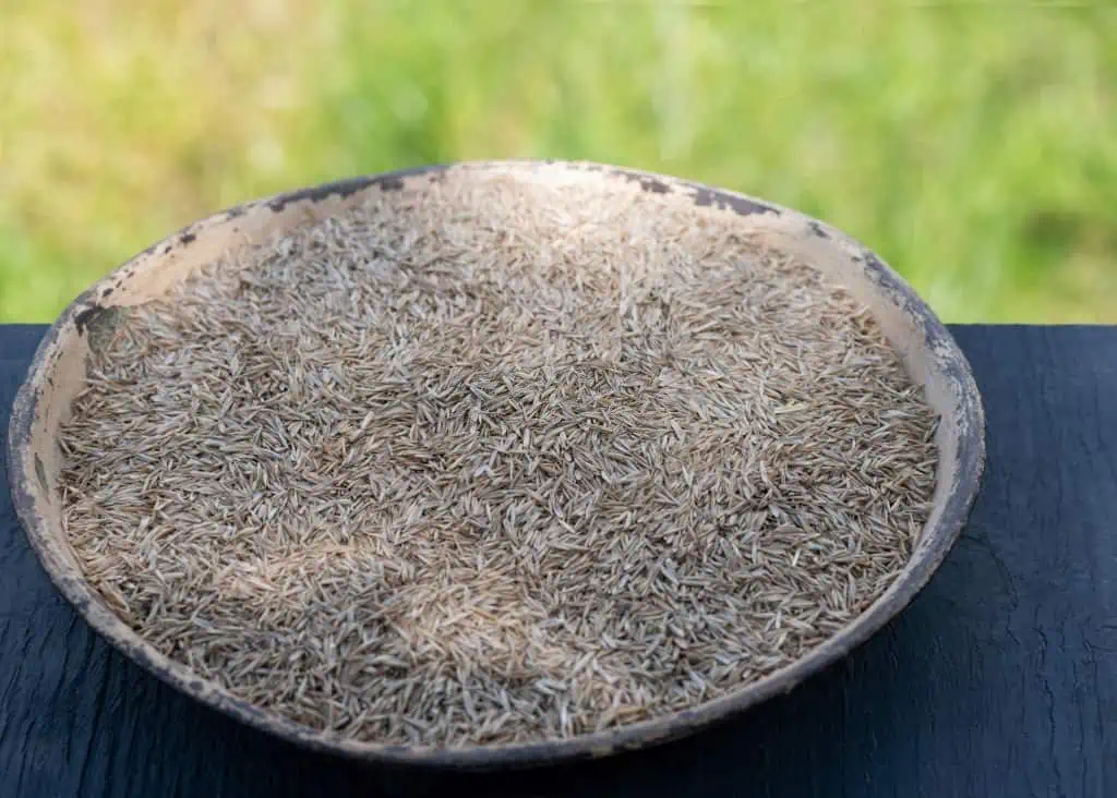 rye seed husks in a container