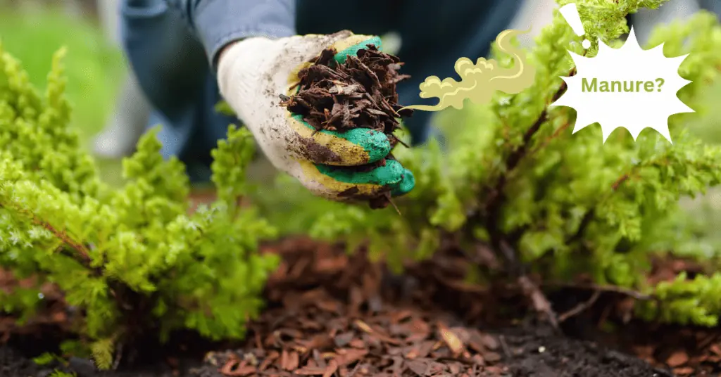 Why Does Your Mulch Smell Like Manure? Lawnal