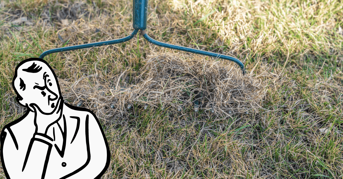 Should You Rake Dead Grass Before Seeding? Lawnal