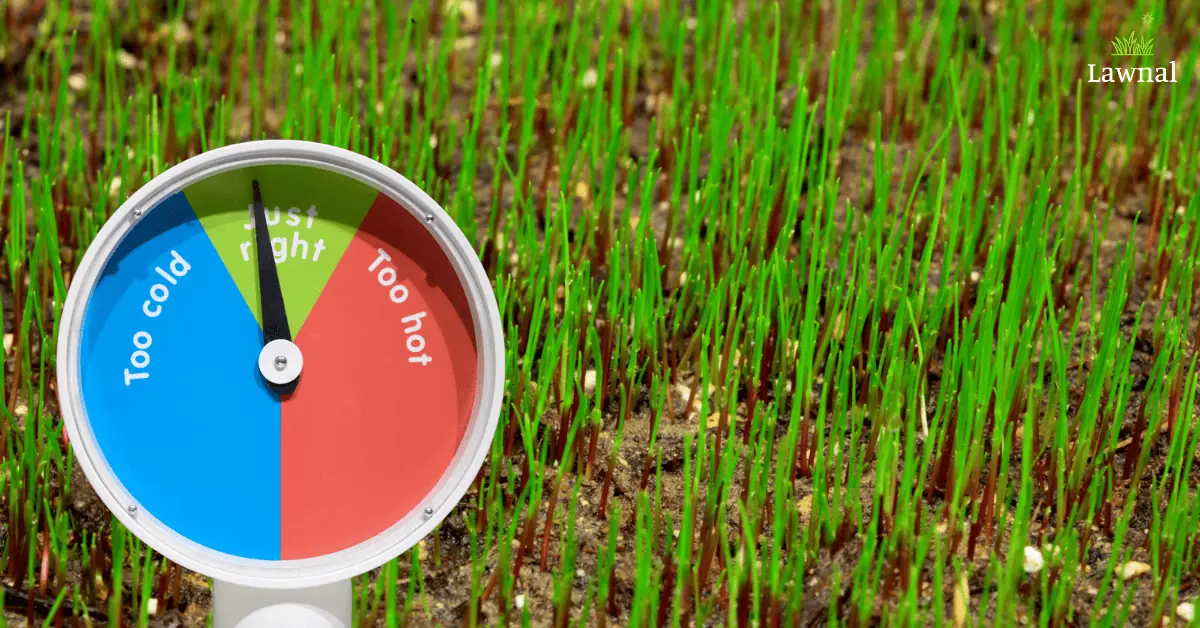 temperature growing grass