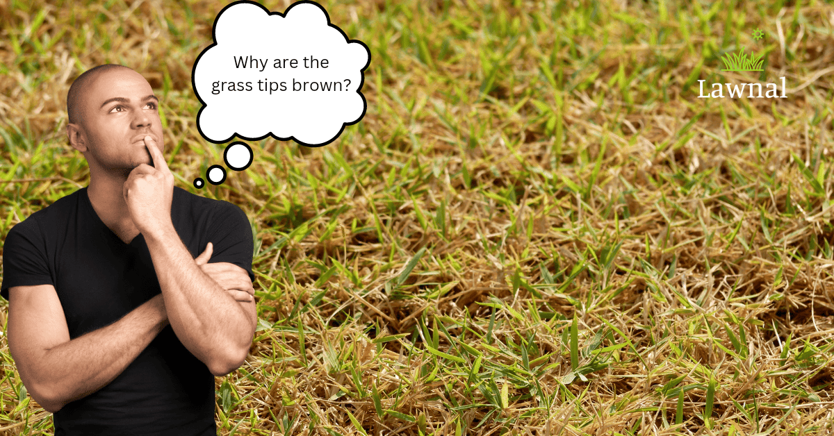 Brown Grass Tips: Common Causes & Possible Fixes - Lawnal