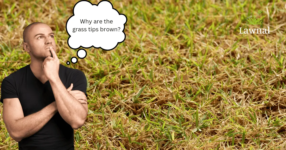 grass brown tips