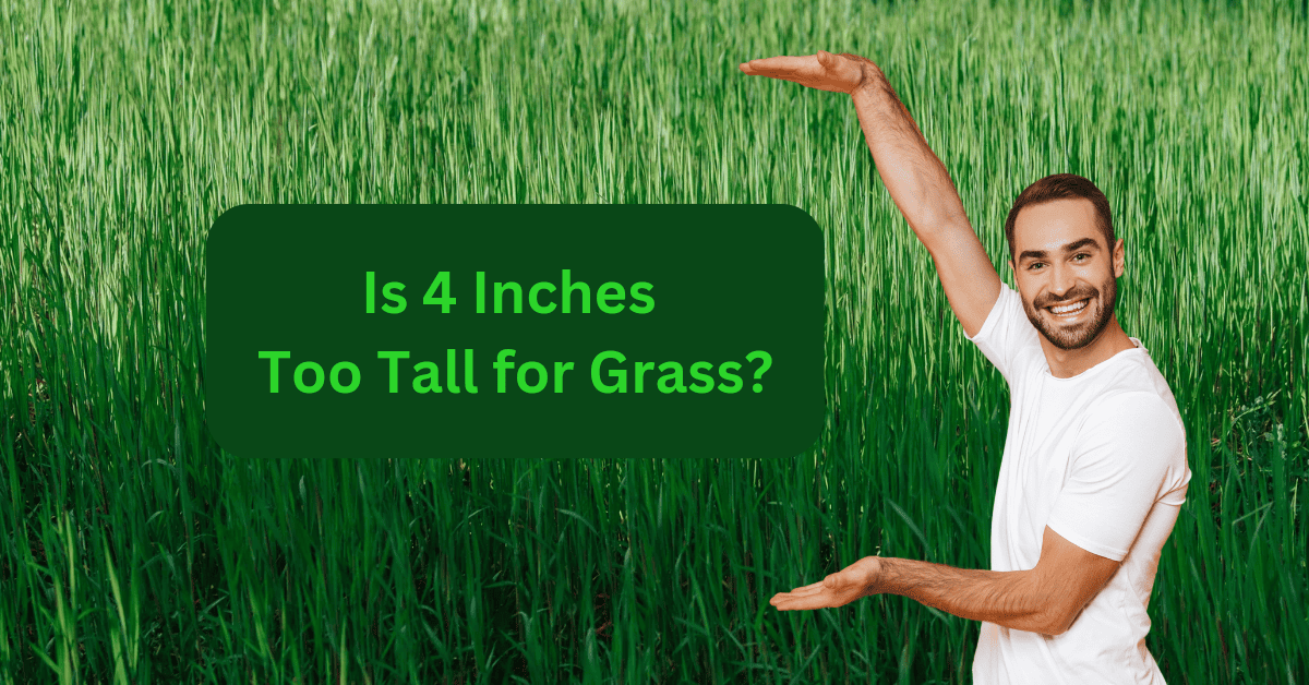 is-4-inches-too-tall-for-grass-all-you-need-to-know-lawnal