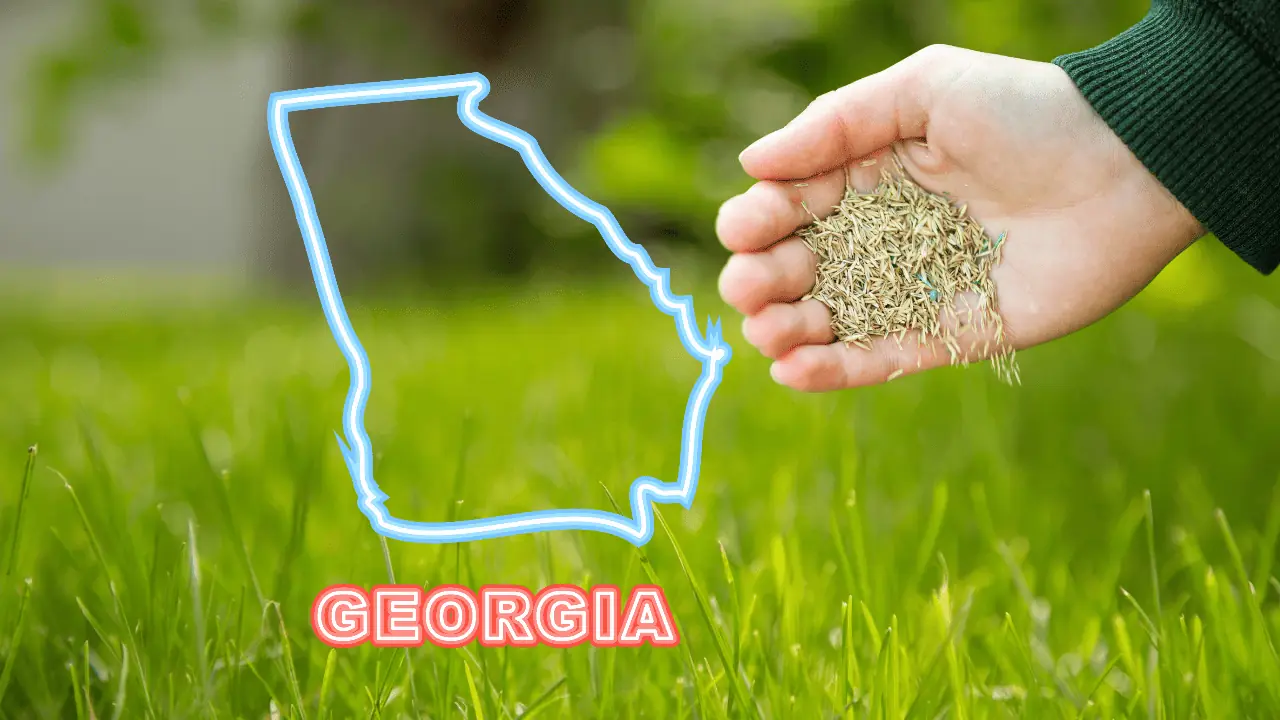 best time to plant bermuda grass in georgia