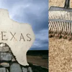 dethatch lawn Texas