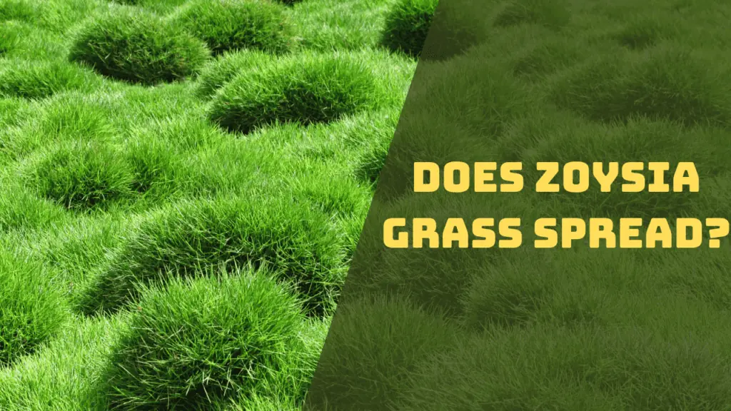 does zoysia grass spread