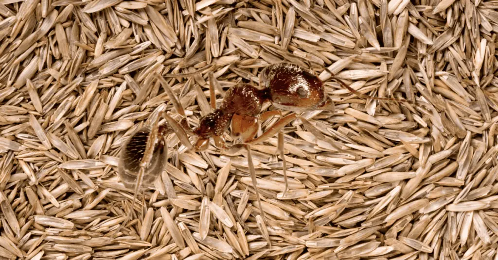 ant eats grass seed