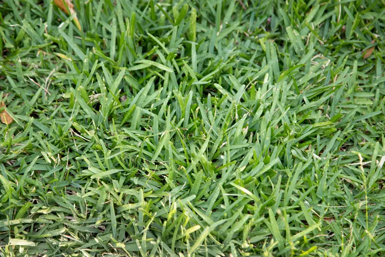 centipede grass