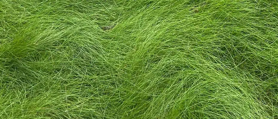creeping red fescue grass