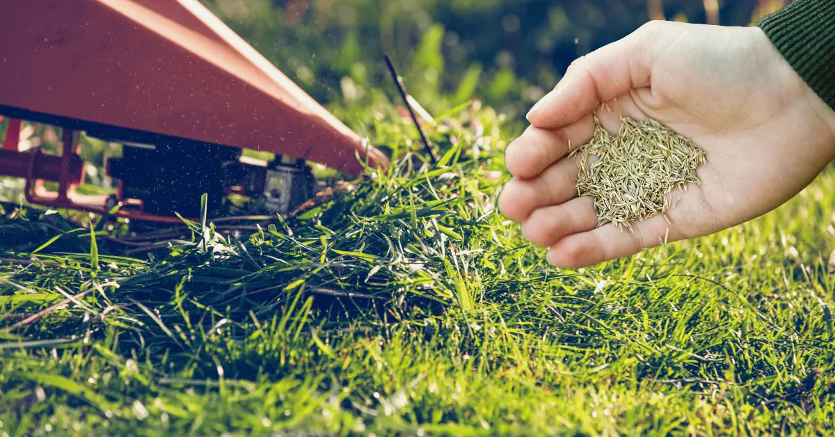 how short to cut grass before overseeding