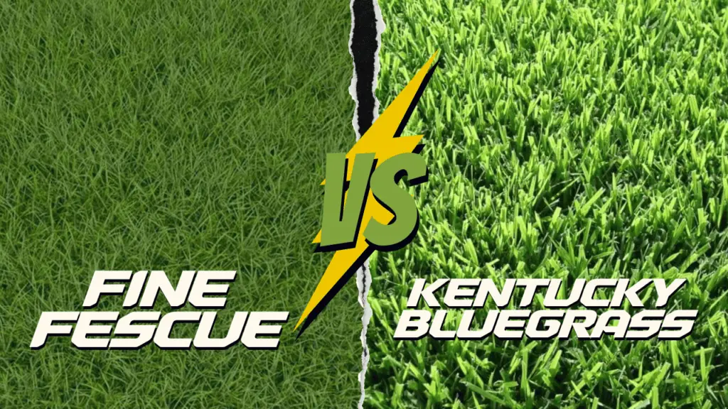 fine fescue vs Kentucky bluegrass