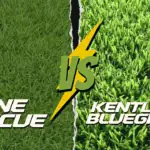 fine fescue vs Kentucky bluegrass
