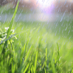 grass dry after rain