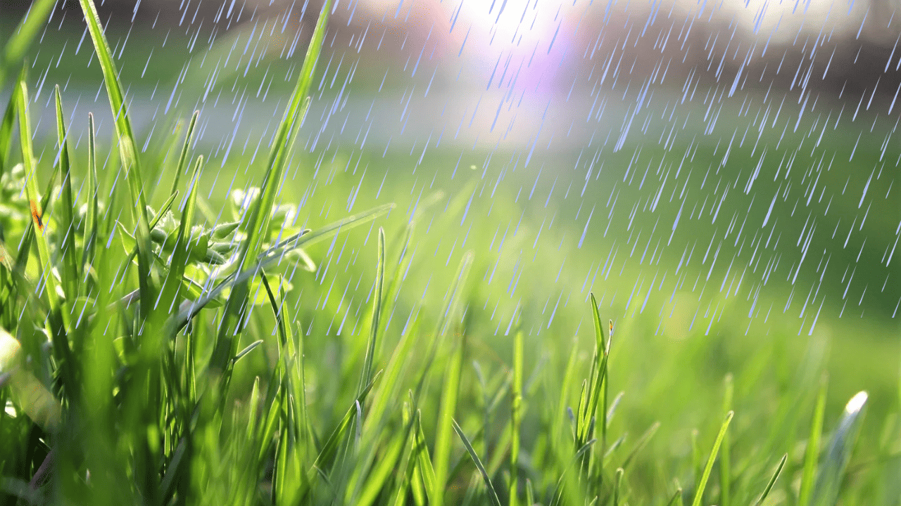 how-long-does-it-take-for-grass-to-dry-after-heavy-rain-lawnal