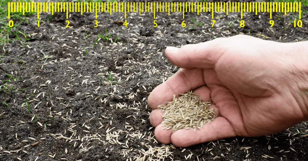 grass seed per square foot