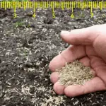 grass seed per square foot