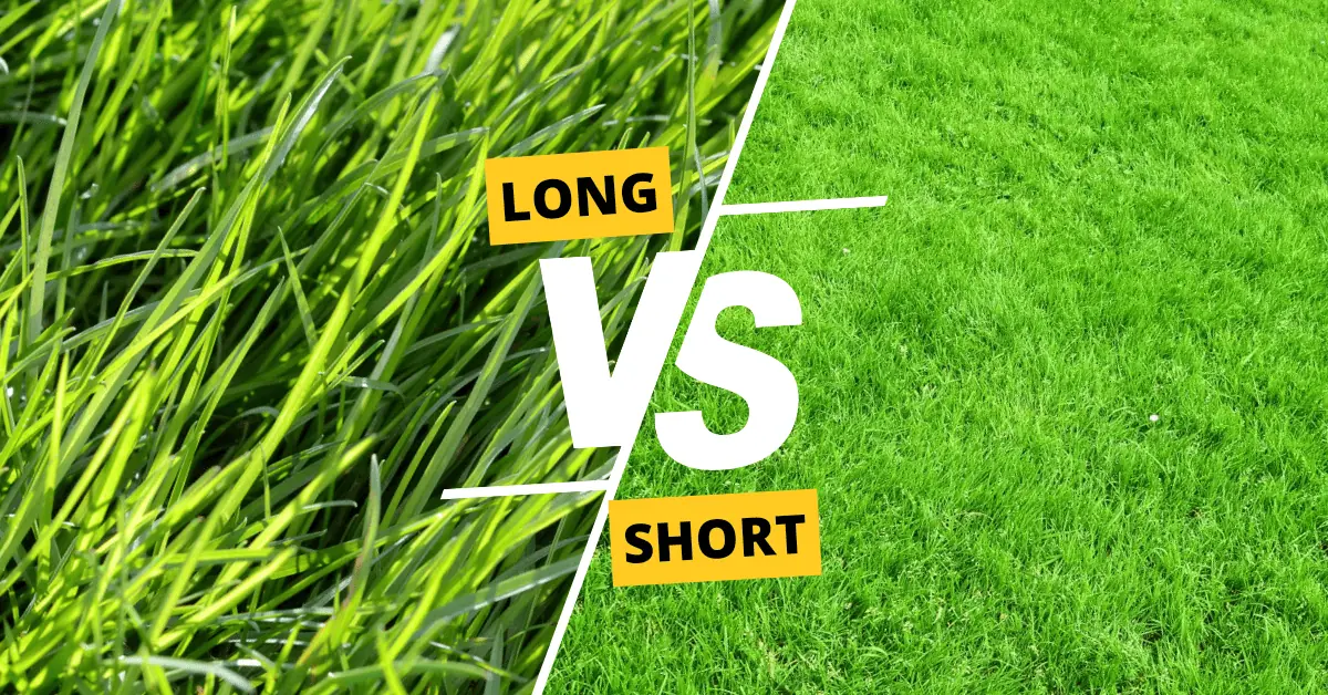 long or short lawn for winter