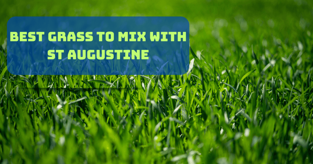 best grass to mix with st Augustine