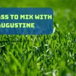 best grass to mix with st Augustine