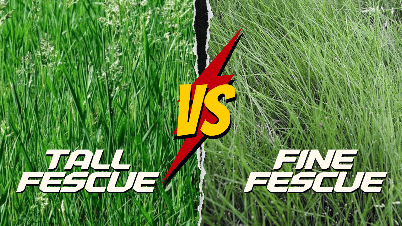 Tall Fescue vs. Fine Fescue: Which Grass is Better? - Lawnal